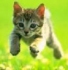 Offline