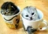 Offline
